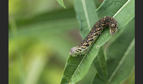 Nachtkerzenschwärmer (Proserpinus proserpina)