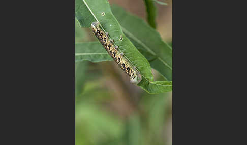 Nachtkerzenschwärmer (Proserpinus proserpina)