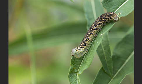 Nachtkerzenschwärmer (Proserpinus proserpina)