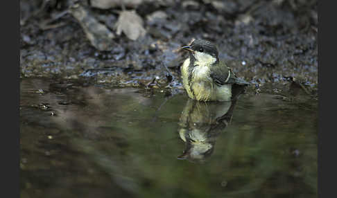 Kohlmeise (Parus major)