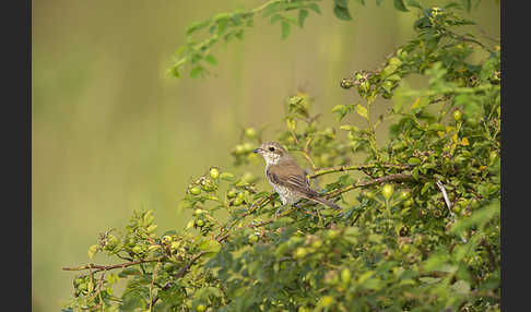 Neuntöter (Lanius collurio)