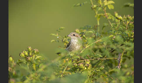 Neuntöter (Lanius collurio)