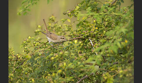 Neuntöter (Lanius collurio)