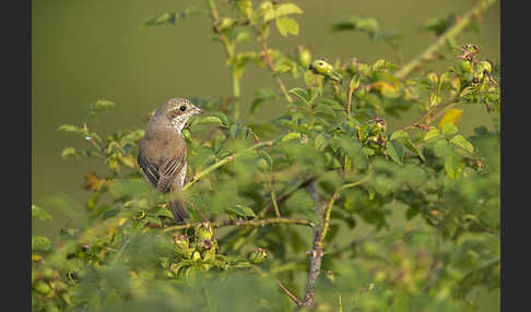 Neuntöter (Lanius collurio)