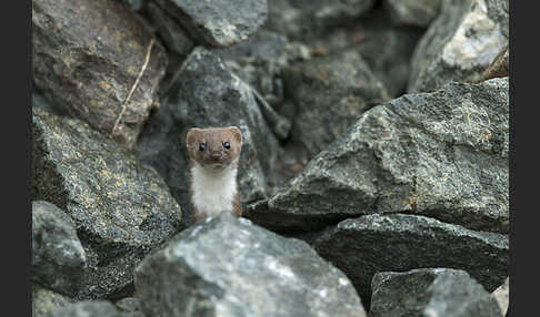 Mauswiesel (Mustela nivalis)