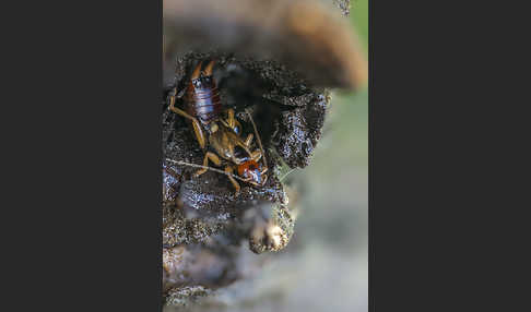 Gemeiner Ohrwurm (Forficula auricularia)