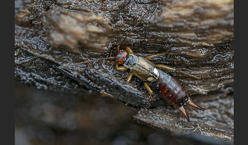 Gemeiner Ohrwurm (Forficula auricularia)