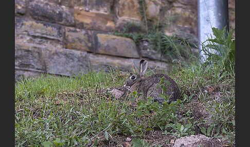 Wildkaninchen (Oryctolagus cuniculus)