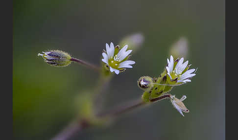 Zwerg-Hornkraut (Cerastium pumilum)