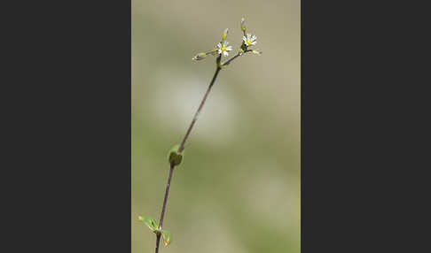 Zwerg-Hornkraut (Cerastium pumilum)