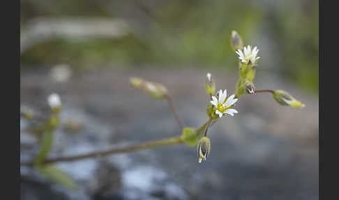 Zwerg-Hornkraut (Cerastium pumilum)