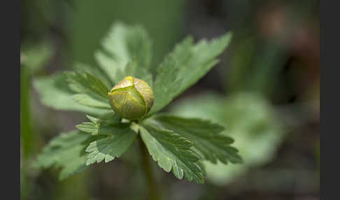 Trollblume (Trollius europaeus)