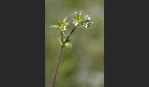 Knäuel-Hornkraut (Cerastium glomeratum)