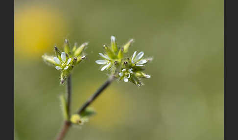 Knäuel-Hornkraut (Cerastium glomeratum)