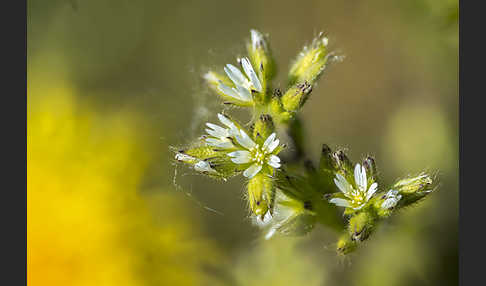 Knäuel-Hornkraut (Cerastium glomeratum)