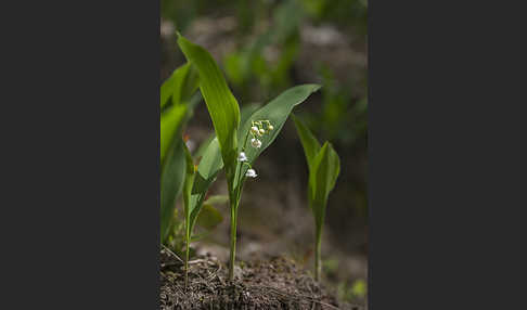 Maiglöckchen (Convallaria majalis)