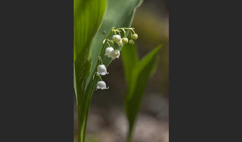 Maiglöckchen (Convallaria majalis)