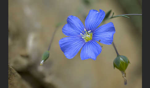 Lothringer Lein (Linum leonii)