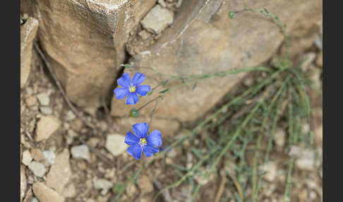 Lothringer Lein (Linum leonii)