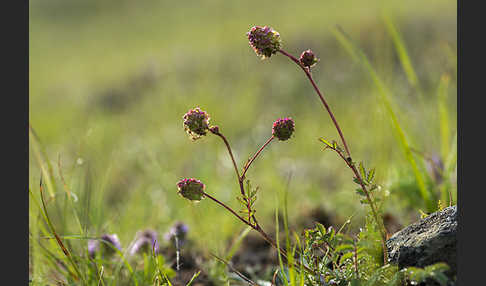 Kleiner Wiesenknopf (Sanguisorba minor)