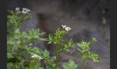 Bitteres Schaumkraut (Cardamine amara)