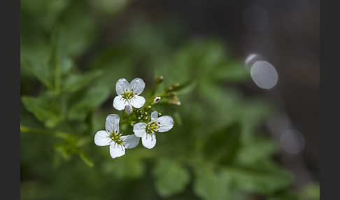 Bitteres Schaumkraut (Cardamine amara)