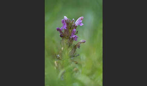 Wald-Läusekraut (Pedicularis sylvatica)