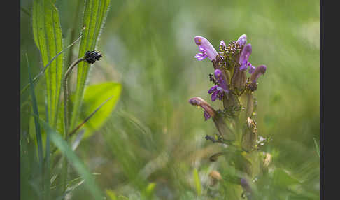 Wald-Läusekraut (Pedicularis sylvatica)