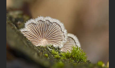 Gemeiner Spaltblättling (Schizophyllum commune)