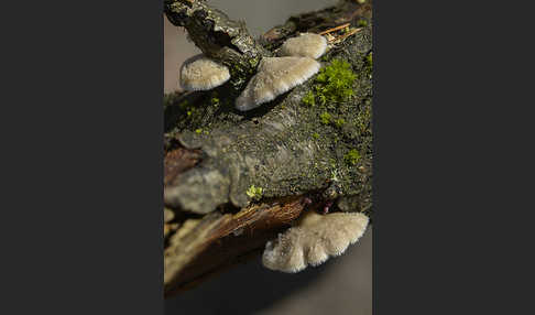 Gemeiner Spaltblättling (Schizophyllum commune)