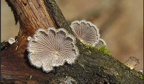 Gemeiner Spaltblättling (Schizophyllum commune)