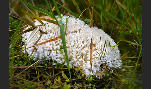 Weißer Polsterpilz (Oligoporus ptychogaster)