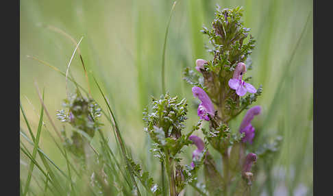 Wald-Läusekraut (Pedicularis sylvatica)