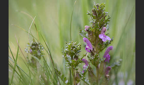 Wald-Läusekraut (Pedicularis sylvatica)