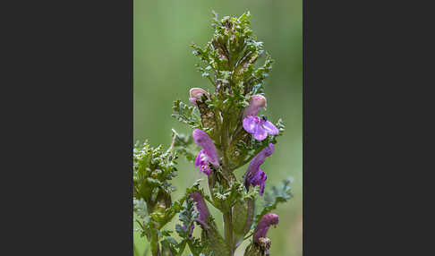 Wald-Läusekraut (Pedicularis sylvatica)