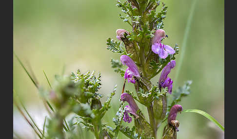 Wald-Läusekraut (Pedicularis sylvatica)