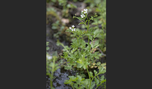 Bitteres Schaumkraut (Cardamine amara)