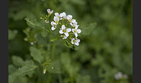 Bitteres Schaumkraut (Cardamine amara)