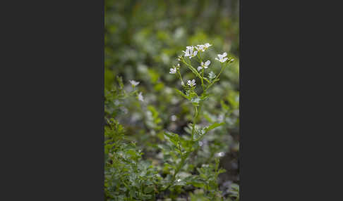 Bitteres Schaumkraut (Cardamine amara)