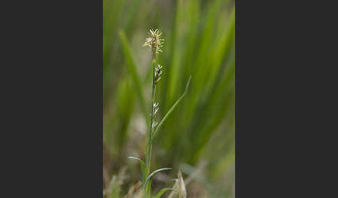 Hirse-Segge (Carex panicea)