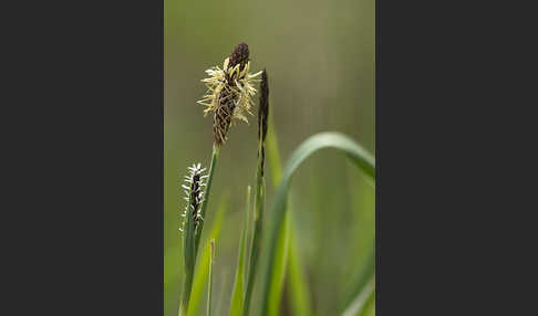 Hirse-Segge (Carex panicea)