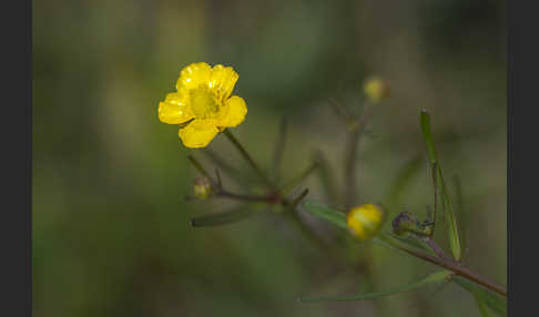 Scharfer Hahnenfuß (Ranunculus acris)