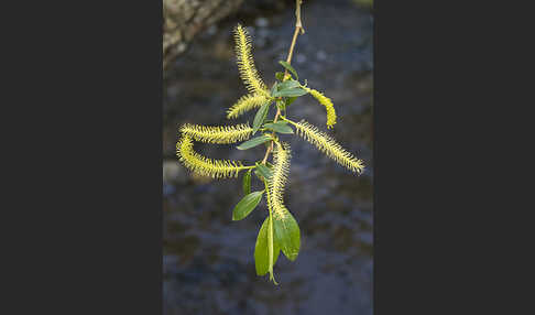 Bruch-Weide (Salix fragilis)