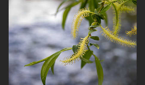 Bruch-Weide (Salix fragilis)