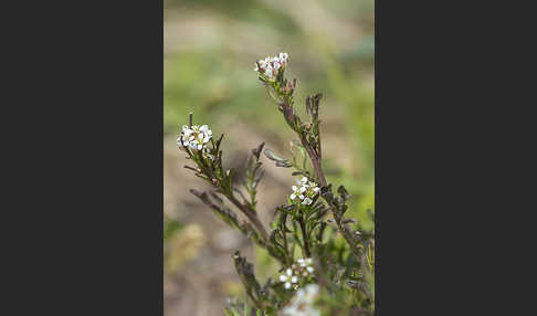 Viermänniges Schaumkraut (Cardamine hirsuta)