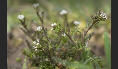 Viermänniges Schaumkraut (Cardamine hirsuta)