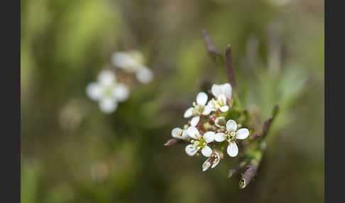 Viermänniges Schaumkraut (Cardamine hirsuta)