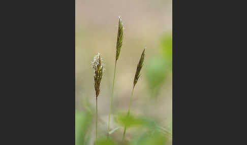 Gewöhnliches Ruchgras (Anthoxanthum odoratum)