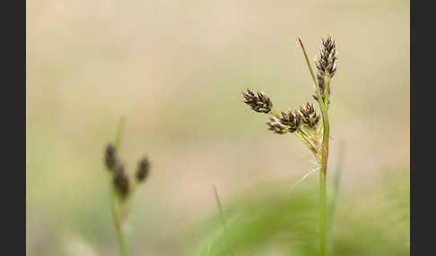 Gemeine Hainsimse (Luzula campestris)