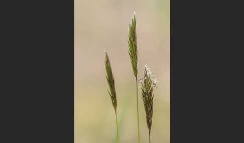 Gewöhnliches Ruchgras (Anthoxanthum odoratum)